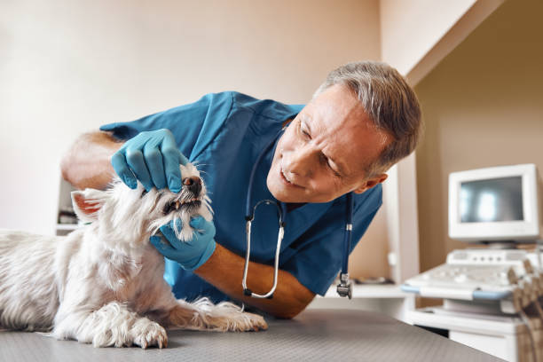 Best Emergency Dental Services for Seniors in Stokesdale, NC